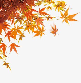 枫叶免抠手绘/卡通手绘元素