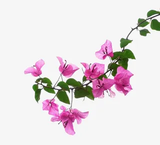 绿色植物玫红色三角梅免抠