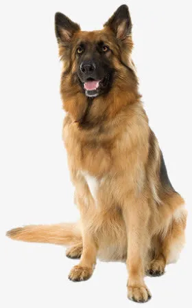 吐舌头的狼狗免抠