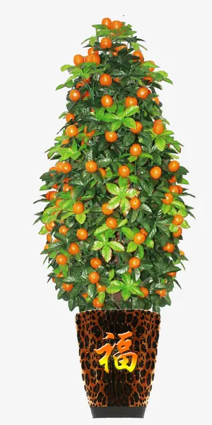 PNG一盆金桔树免抠
