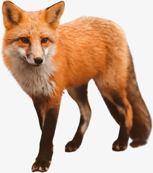 狐狸透明PNG免抠图免抠