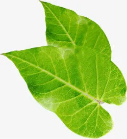 绿色树叶植物装饰春天免抠