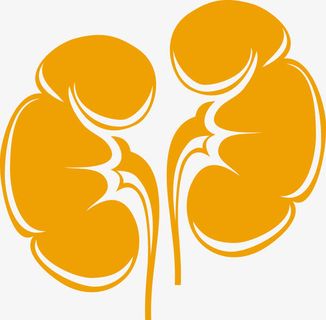 矢量肾脏素材免抠