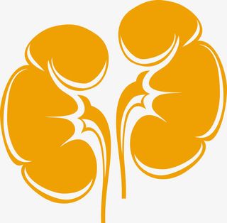 矢量肾脏素材免抠