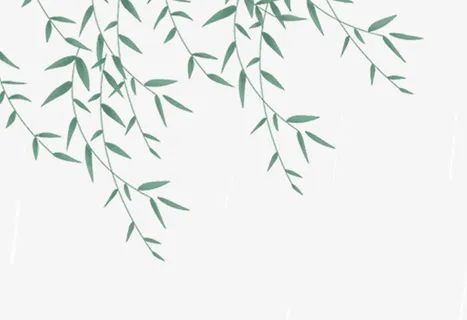 中国风手绘绿叶，柳枝杨柳踏青谷雨免抠动植物植物元素