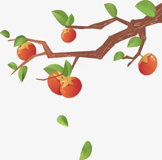 手绘柿子树枝干免抠
