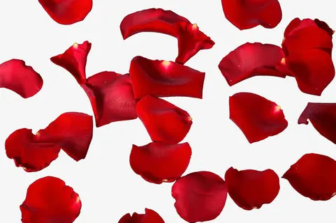 花瓣飞舞素材免抠