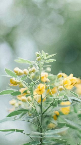 花朵绿色小清新滤镜摄影H5背景高清