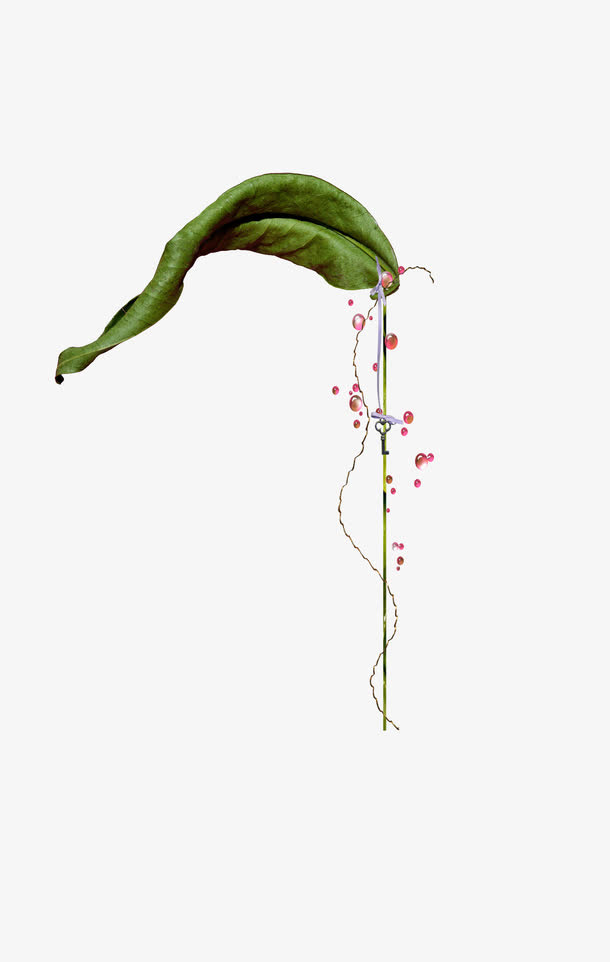 装饰树叶免抠