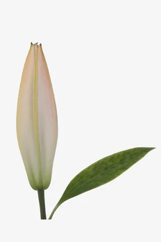 未开百合花免抠