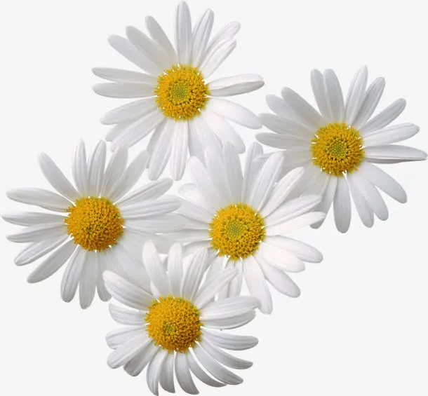 菊花免抠