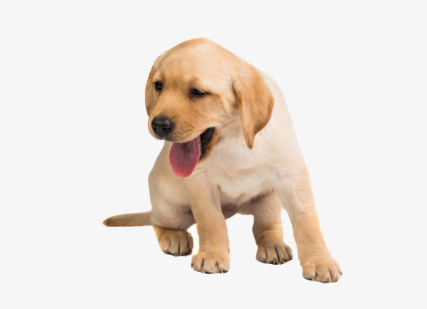 拉布拉多幼犬免抠