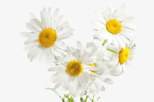 好看的洋甘菊花束免抠