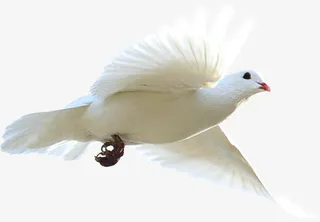 白色和平鸽建国效果设计图免抠