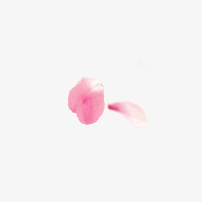 花瓣漂浮免抠