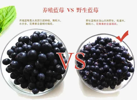 蓝莓图片免抠 蓝莓图片免抠