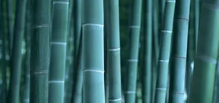 翠竹背景高清