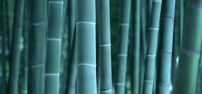 翠竹背景高清 翠竹背景高清