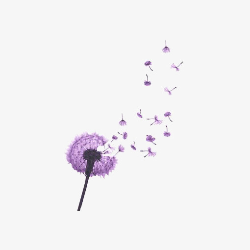 紫色蒲公英免抠