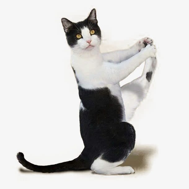 小猫实物图素材免抠