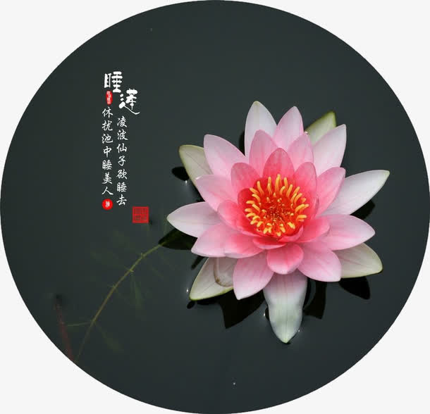 漂亮的睡莲免抠