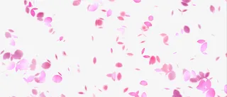 花瓣飞舞免抠