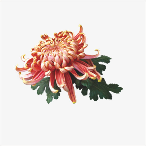 重阳鲜花免抠