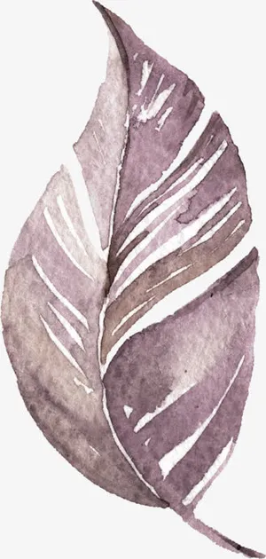 手绘简约羽毛落叶素材免抠