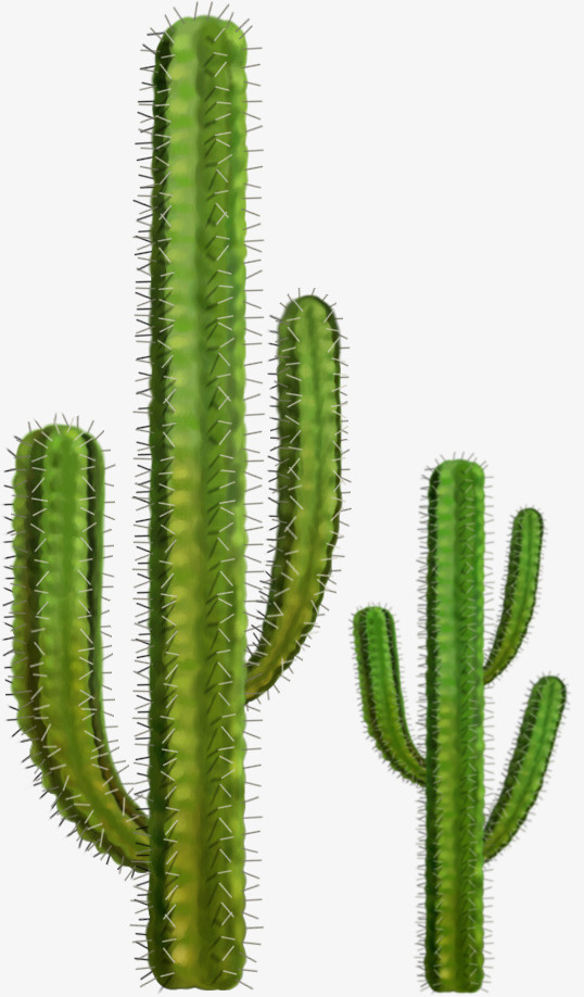 仙人掌植物矢量图免抠