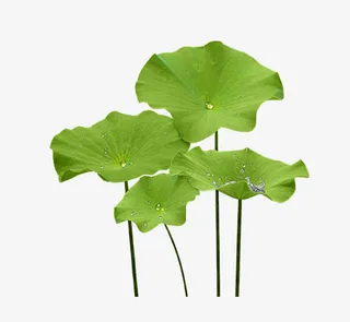 文艺清新花草花环海报设计装饰免抠