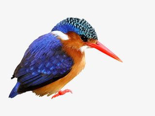 小鸟 动物 翠鸟免抠