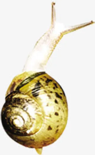 摄影在草地上爬行的蜗牛免抠