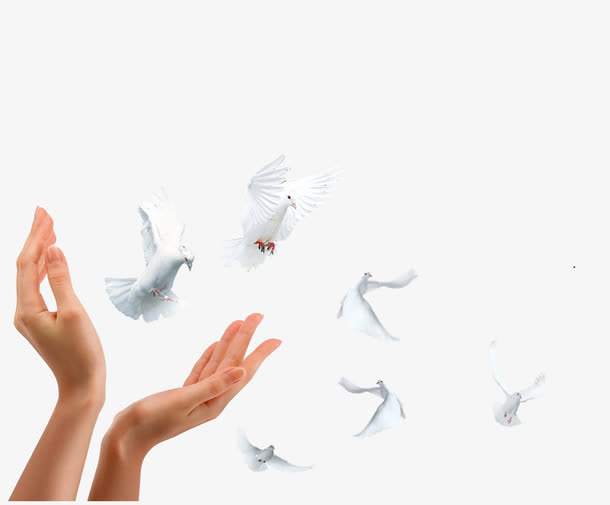放飞白鸽免抠