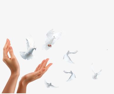 放飞白鸽免抠