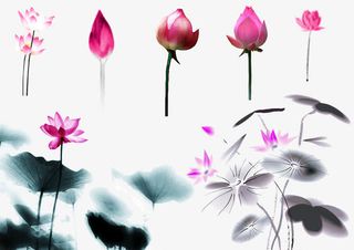 水墨荷花免抠