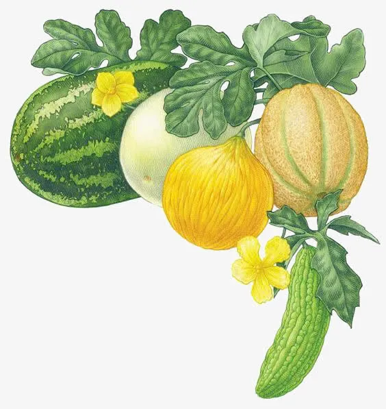 手绘瓜果免抠