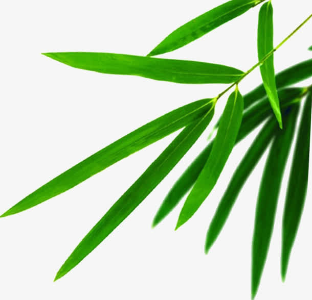 竹叶下载免抠