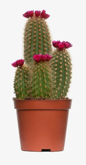 开花的四个仙人球免抠