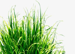 绿色草地景观植物美景免抠