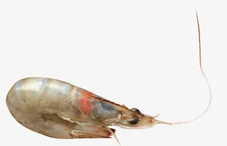 新鲜大虾生鲜鲜活免抠