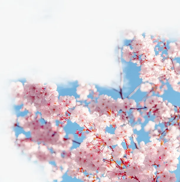 春天绿色樱花树枝免抠