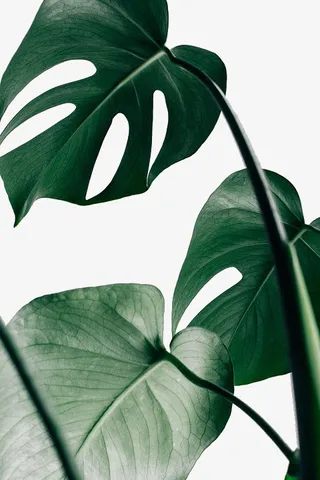 龟背竹叶子特写免抠