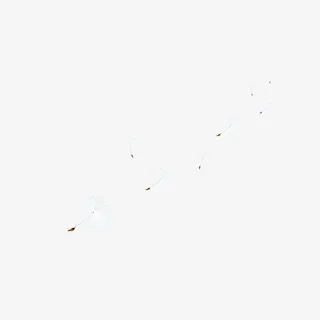 漂浮梦幻白色蒲公英免抠