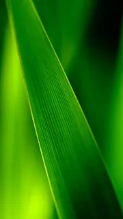 绿色小清新绿叶H5背景高清