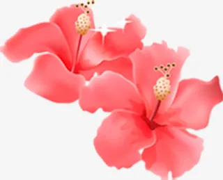 手绘红色盛开牡丹花卉免抠