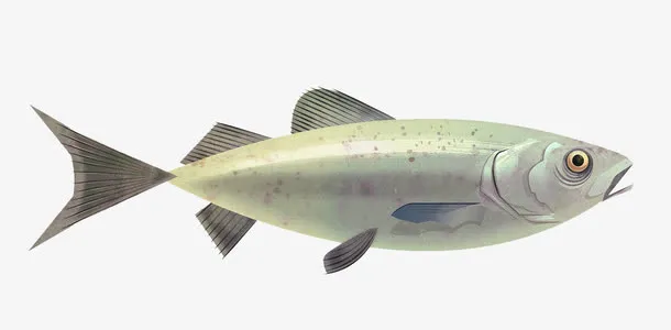 鱼免抠
