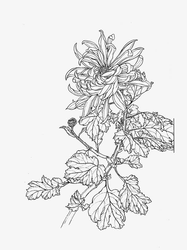 菊花白描素材图片免抠装饰中国风元素