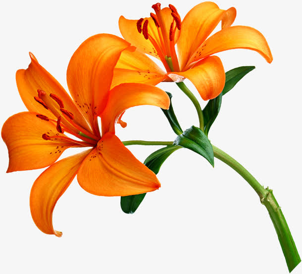 百合花主题房地产广告图片免抠
