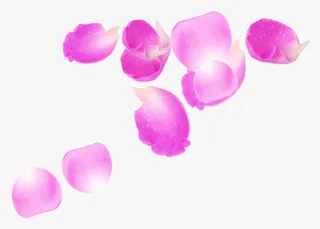 飘舞玫粉玫瑰花瓣免抠