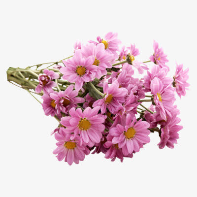 花蕾和迎春花粉红色花朵树枝免抠